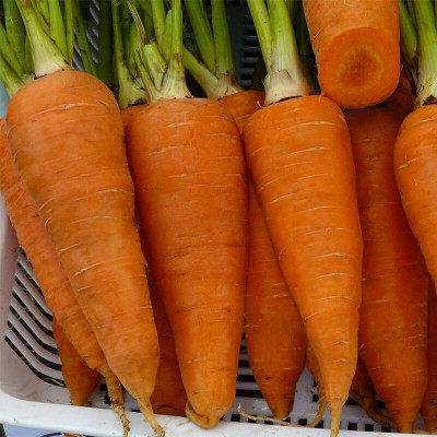 Семена моркови Йорк F1 (1.6-1.8), Тип шантане, 250 000c, Lark Seeds